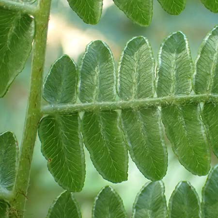 Pteridium pinetorum \ Kiefernwald-Adlerfarn, N&ouml;rdlicher Adlerfarn / Pinewood Bracken, D Nieder-Roden 30.5.2023