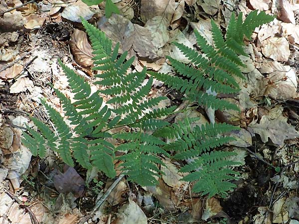 Pteridium pinetorum \ Kiefernwald-Adlerfarn, N&ouml;rdlicher Adlerfarn / Pinewood Bracken, D Nieder-Roden 30.5.2023