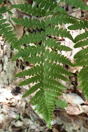 Pteridium pinetorum \ Kiefernwald-Adlerfarn, N&ouml;rdlicher Adlerfarn / Pinewood Bracken, D Nieder-Roden 30.5.2023