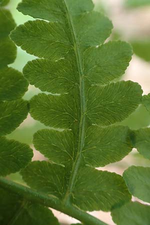 Pteridium pinetorum \ Kiefernwald-Adlerfarn, N&ouml;rdlicher Adlerfarn / Pinewood Bracken, D Nieder-Roden 30.5.2023
