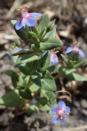 Lysimachia foemina \ Blauer Gauchheil / Blue Pimpernel, D Th&uuml;ringen, Tunzenhausen 14.6.2023