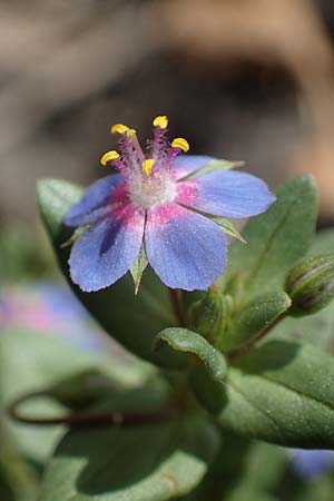 Lysimachia foemina \ Blauer Gauchheil / Blue Pimpernel, D Th&uuml;ringen, Tunzenhausen 14.6.2023