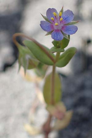 Lysimachia foemina, Blauer Gauchheil