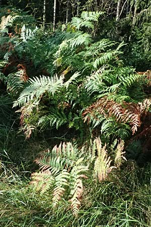 Pteridium aquilinum \ Adlerfarn / Bracken, D Babensham 14.8.2024