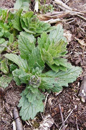 Ajuga genevensis \ Genfer G�nsel, Heide-G�nsel / Blue Bugle, D Schwetzingen 13.4.2015
