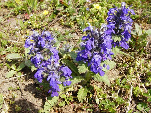 Ajuga genevensis \ Genfer G�nsel, Heide-G�nsel / Blue Bugle, D Mannheim 29.4.2015