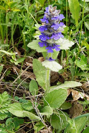 Ajuga genevensis \ Genfer G�nsel, Heide-G�nsel / Blue Bugle, D N&uuml;dlingen 9.5.2015