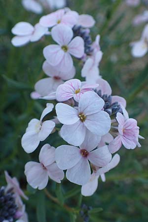 Aethionema grandiflorum \ Gro�bl�tiges Steint�schel / Persian Candytuft, D Botan. Gar.  Universit.  Heidelberg 21.4.2016