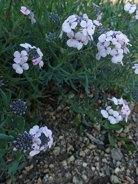 Aethionema grandiflorum \ Gro�bl�tiges Steint�schel / Persian Candytuft, D Botan. Gar.  Universit.  Heidelberg 21.4.2016