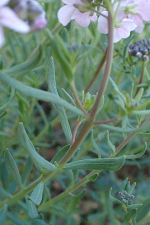 Aethionema grandiflorum \ Gro�bl�tiges Steint�schel / Persian Candytuft, D Botan. Gar.  Universit.  Heidelberg 21.4.2016