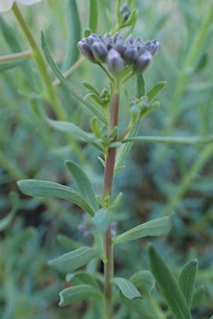 Aethionema grandiflorum \ Gro�bl�tiges Steint�schel / Persian Candytuft, D Botan. Gar.  Universit.  Heidelberg 21.4.2016