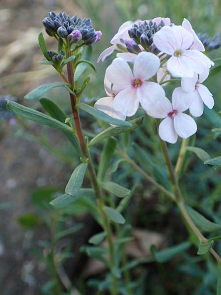Aethionema grandiflorum \ Gro�bl�tiges Steint�schel / Persian Candytuft, D Botan. Gar.  Universit.  Heidelberg 21.4.2016