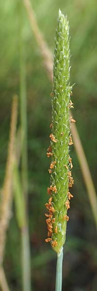 Alopecurus aequalis \ Gelbroter Fuchsschwanz / Orange Foxtail, D Gro&szlig;heubach am Main 20.6.2016