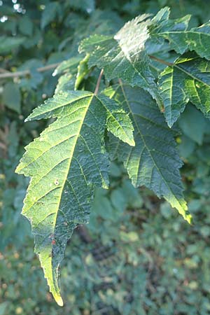 Acer tataricum subsp. ginnala \ Amur-Ahorn, Mongolischer Steppen-Ahorn / Amur Maple, D Langenselbold 10.9.2016