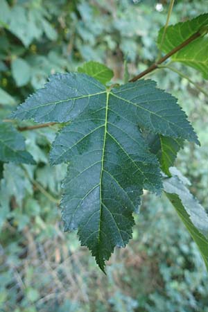 Acer tataricum subsp. ginnala \ Amur-Ahorn, Mongolischer Steppen-Ahorn / Amur Maple, D Langenselbold 10.9.2016