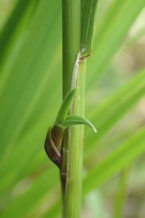 Agrostis gigantea \ Riesen-Strau�gras, Fiorin-Gras / Black Bentgrass, Redtop, D Gro&szlig;-Gerau 28.7.2017