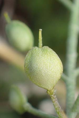 Alyssum montanum subsp. gmelinii \ Gmelins Steinkraut / Mountain Alison, Mountain Madwort, D Sandhausen 3.10.2017
