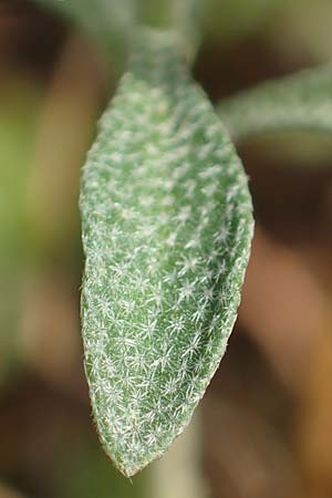 Alyssum montanum subsp. gmelinii \ Gmelins Steinkraut / Mountain Alison, Mountain Madwort, D Sandhausen 3.10.2017