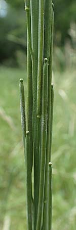 Turritis glabra \ Kahles Turmkraut, Kahle G�nsekresse / Tower Mustard, D B&uuml;ttelborn 23.6.2018