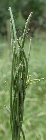 Turritis glabra \ Kahles Turmkraut, Kahle G�nsekresse / Tower Mustard, D B&uuml;ttelborn 23.6.2018