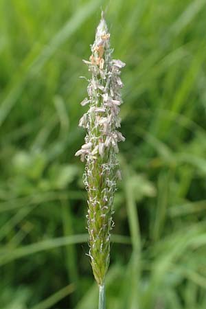 Alopecurus geniculatus \ Knick-Fuchsschwanz / Marsh Foxtail, D Kirchhundem-Benolpe 14.6.2019