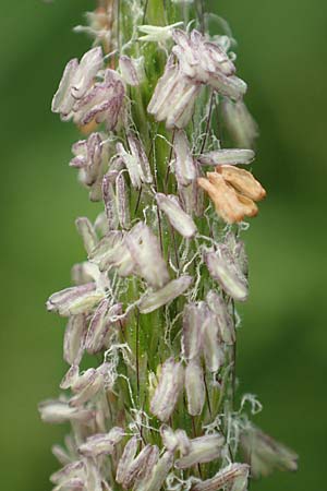 Alopecurus geniculatus \ Knick-Fuchsschwanz / Marsh Foxtail, D Kirchhundem-Benolpe 14.6.2019