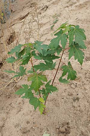 Acer tataricum subsp. ginnala \ Amur-Ahorn, Mongolischer Steppen-Ahorn / Amur Maple, D Mannheim 15.10.2019