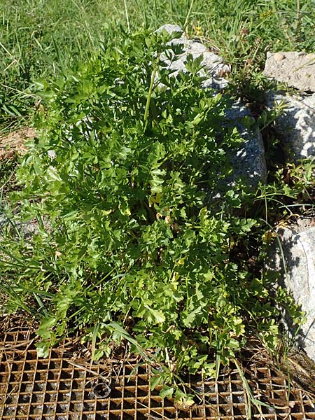 Apium graveolens \ Sellerie / Celery, D Ubstadt 27.5.2020