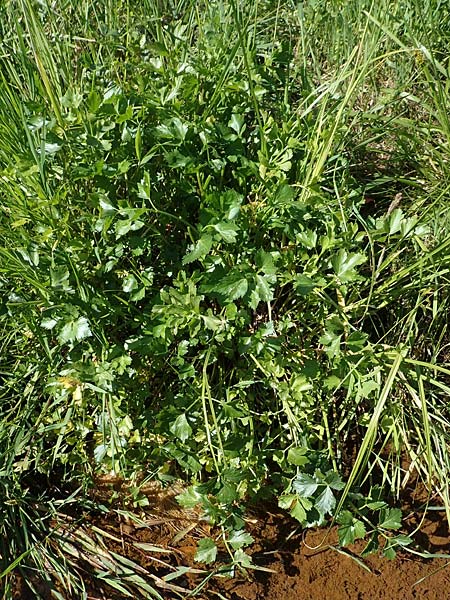 Apium graveolens \ Sellerie / Celery, D Ubstadt 27.5.2020