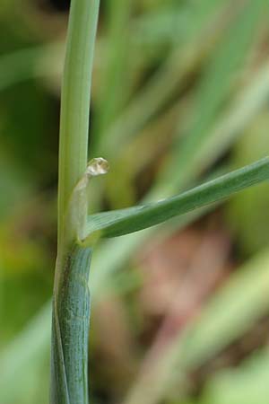 Alopecurus geniculatus \ Knick-Fuchsschwanz / Marsh Foxtail, D Kaiserslautern 19.8.2020