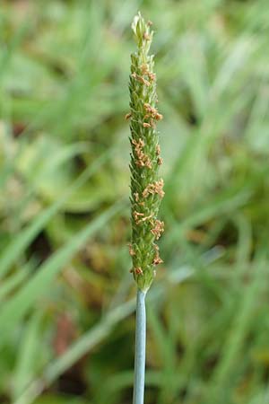 Alopecurus geniculatus \ Knick-Fuchsschwanz / Marsh Foxtail, D Kaiserslautern 19.8.2020
