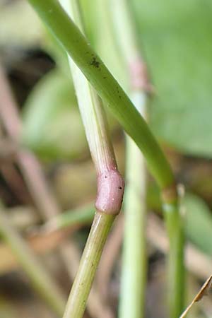 Alopecurus geniculatus \ Knick-Fuchsschwanz / Marsh Foxtail, D Kaiserslautern 19.8.2020