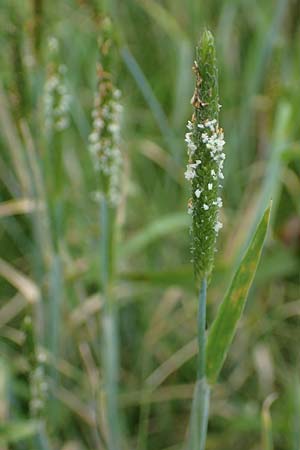 Alopecurus geniculatus \ Knick-Fuchsschwanz / Marsh Foxtail, D Kaiserslautern 7.7.2021