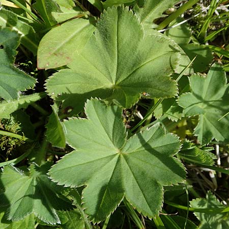 Alchemilla glomerulans \ Kn�uel-Frauenmantel / Clustered Lady's Mantle, D Wenger Egg Alm 12.7.2021