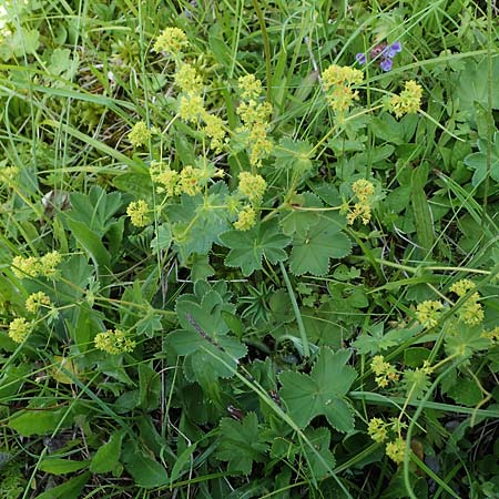 Alchemilla glomerulans \ Kn�uel-Frauenmantel / Clustered Lady's Mantle, D Wenger Egg Alm 12.7.2021