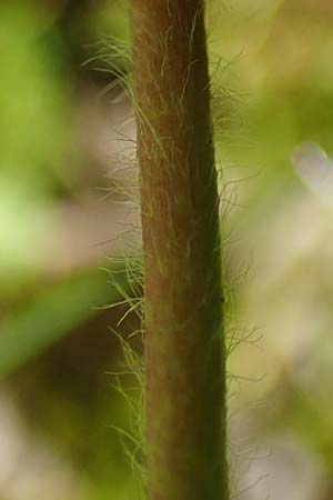 Alchemilla glomerulans \ Kn�uel-Frauenmantel / Clustered Lady's Mantle, D Wenger Egg Alm 12.7.2021