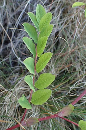 Astragalus glycyphyllos \ B�renschote / Wild Liquorice, D Sachsen-Anhalt, S&uuml;&szlig;er See 7.6.2022
