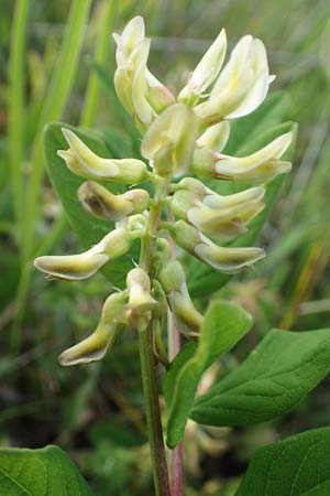 Astragalus glycyphyllos \ B�renschote / Wild Liquorice, D Sachsen-Anhalt, S&uuml;&szlig;er See 7.6.2022