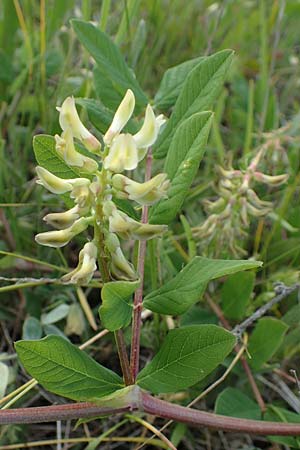 Astragalus glycyphyllos, B&auml;renschote