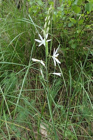 Anthericum liliago, Astlose Graslilie