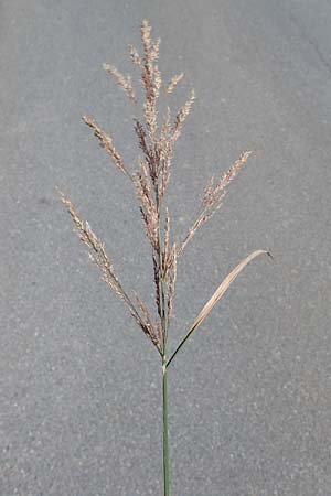 Agrostis gigantea \ Riesen-Strau�gras, Fiorin-Gras / Black Bentgrass, Redtop, D Odenwald, Erbach 17.7.2022