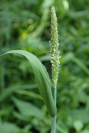 Alopecurus geniculatus \ Knick-Fuchsschwanz / Marsh Foxtail, D Aachen 20.8.2022