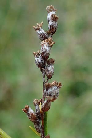 Artemisia gilvescens \ Nickender Beifu� / Chinese Mugwort, D Ettlingen 6.10.2022