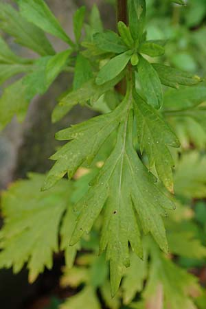 Artemisia gilvescens \ Nickender Beifu� / Chinese Mugwort, D Ettlingen 6.10.2022