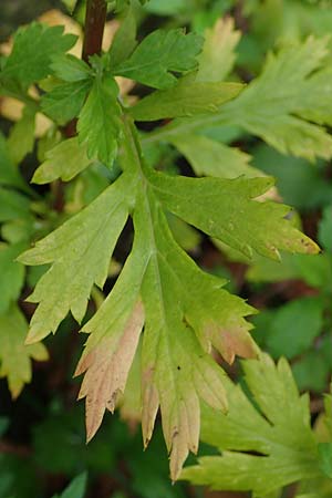 Artemisia gilvescens \ Nickender Beifu� / Chinese Mugwort, D Ettlingen 6.10.2022