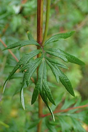 Artemisia gilvescens \ Nickender Beifu� / Chinese Mugwort, D Ettlingen 6.10.2022