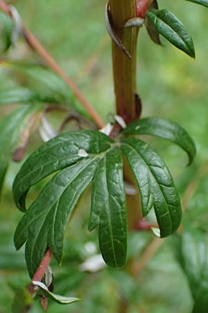 Artemisia gilvescens \ Nickender Beifu� / Chinese Mugwort, D Ettlingen 6.10.2022