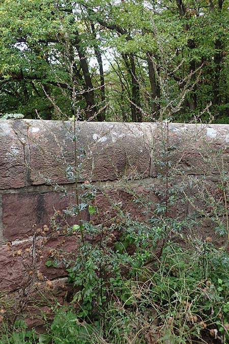 Artemisia gilvescens \ Nickender Beifu� / Chinese Mugwort, D Ettlingen 6.10.2022