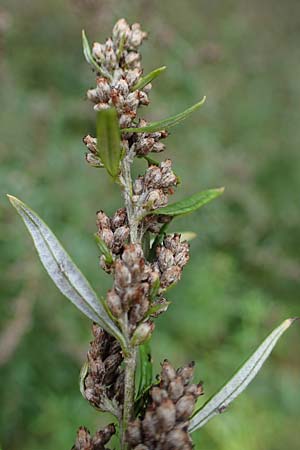 Artemisia gilvescens \ Nickender Beifu� / Chinese Mugwort, D Ettlingen 6.10.2022