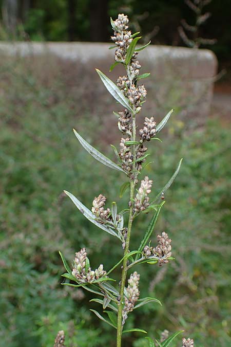Artemisia gilvescens, Nickender Beifu�